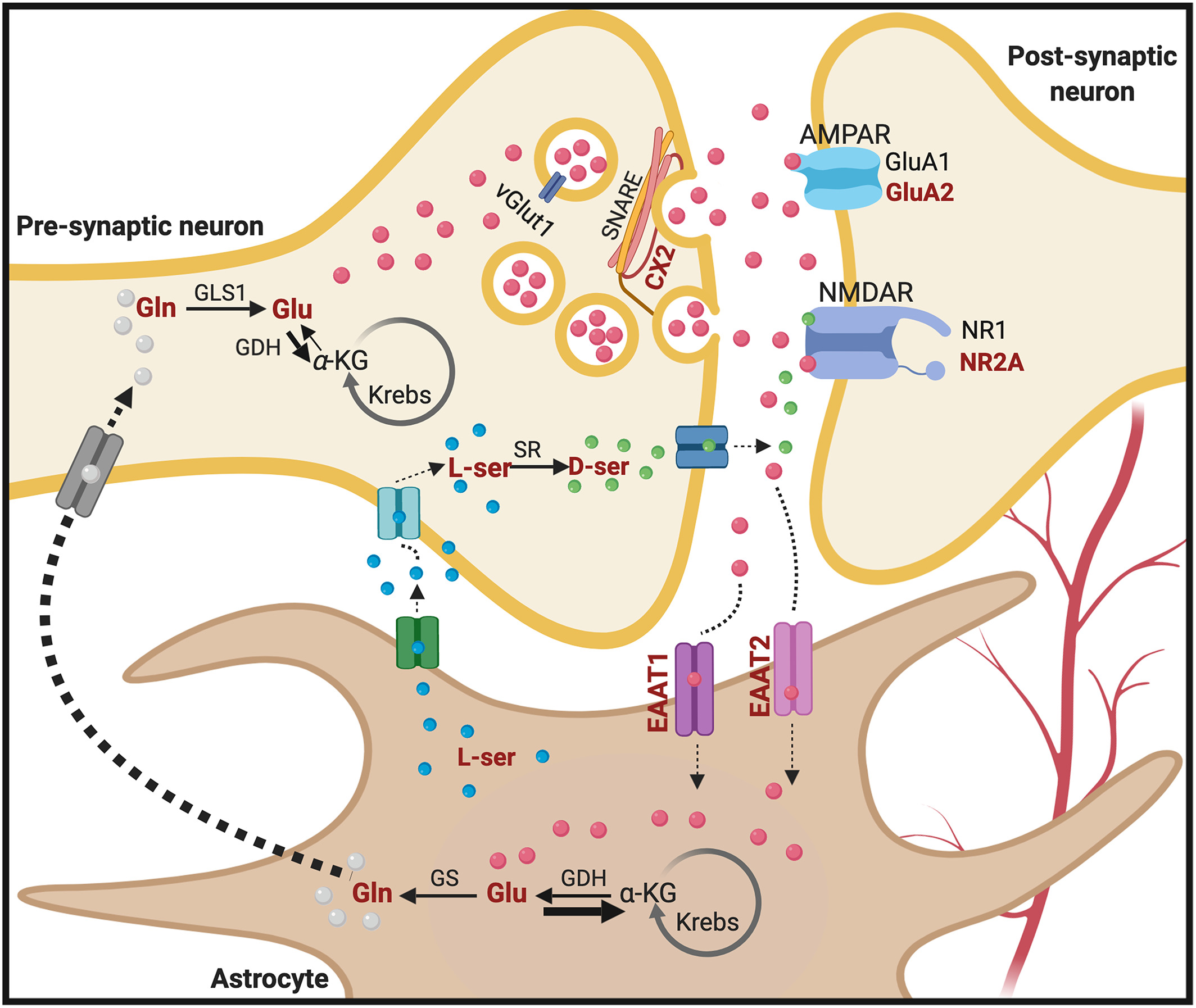 GDH pathway map